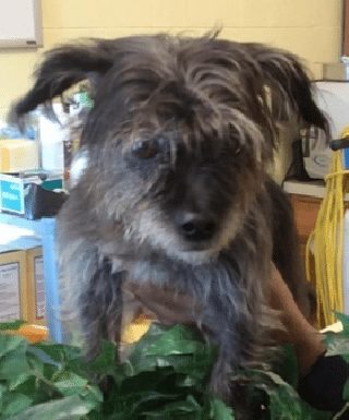 Local Animal Shelter Has Adorable Dogs For Adoption