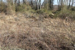The area of brush where Fant's body was found. Credit: Tom Sofield/LevittownNow.com