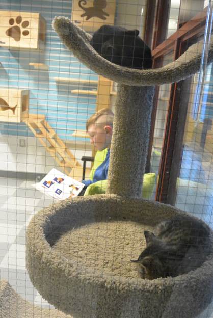 Area Elementary Schoolers Can Now Read To Shelter Cats & Rabbits