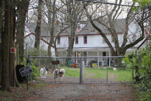 Dogs outside 233 Quincy Drive in Levittown Friday afternoon. Credit: Tom Sofield/LevittownNow.com