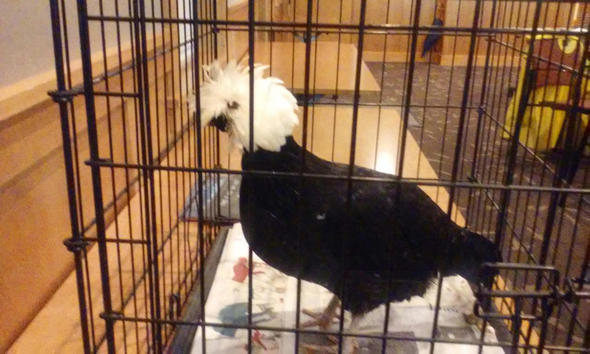 Bristol Twp. Family Can Keep Chickens, Zoning Hearing Board Rules