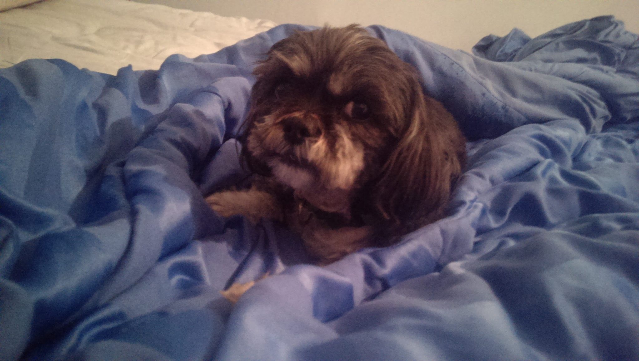 Dog Saved With Emergency Surgery In Levittown After Suffering Stab Wounds
