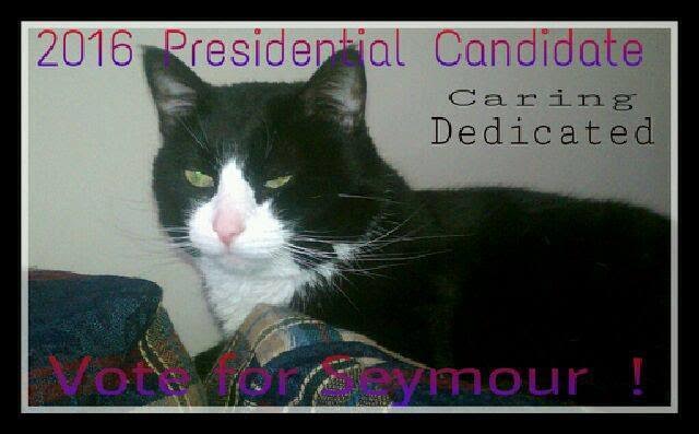 Bucks County Cat Running For President