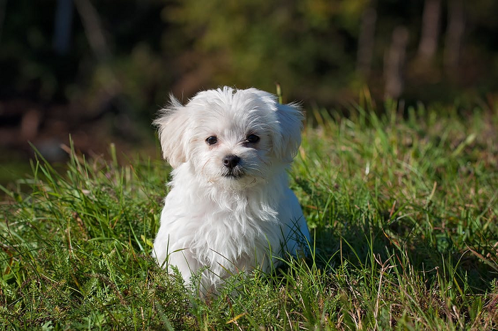 New House Bill Would Make It A Summary Offense To Leave A Dog Or Cat In A Hot Car
