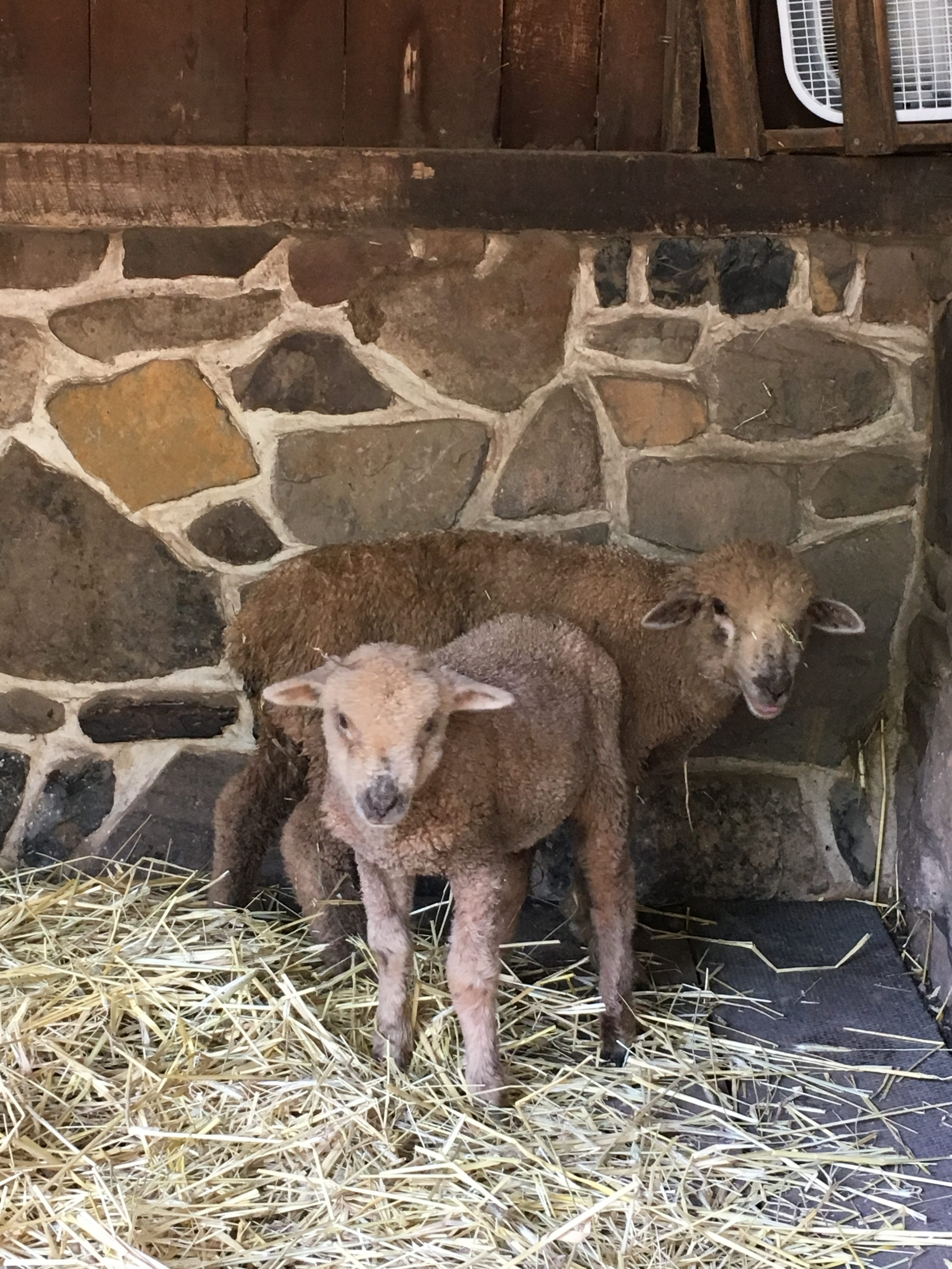 Pennsbury Manor Invites Public To Meet & Name Its New Baby Lambs