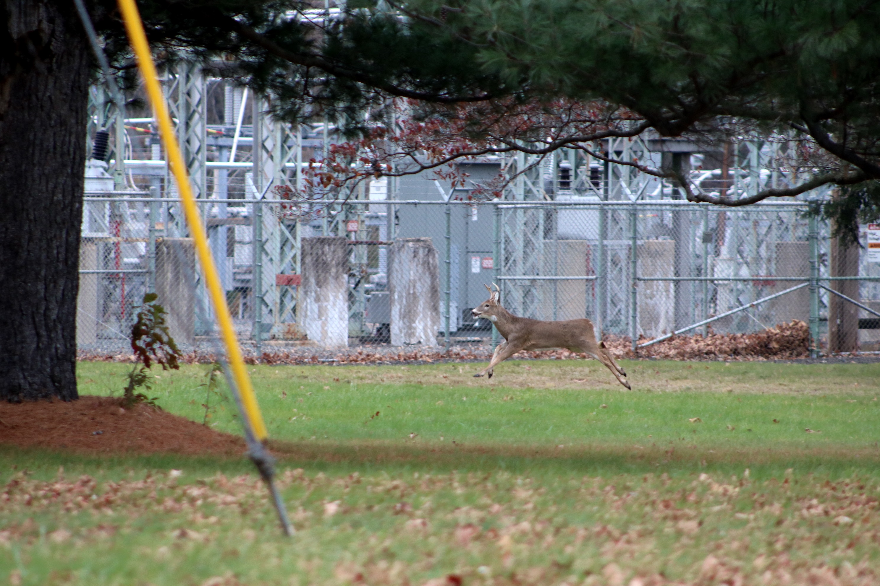 As Deer Breeding Season Arrives, Officials Warn Motorists
