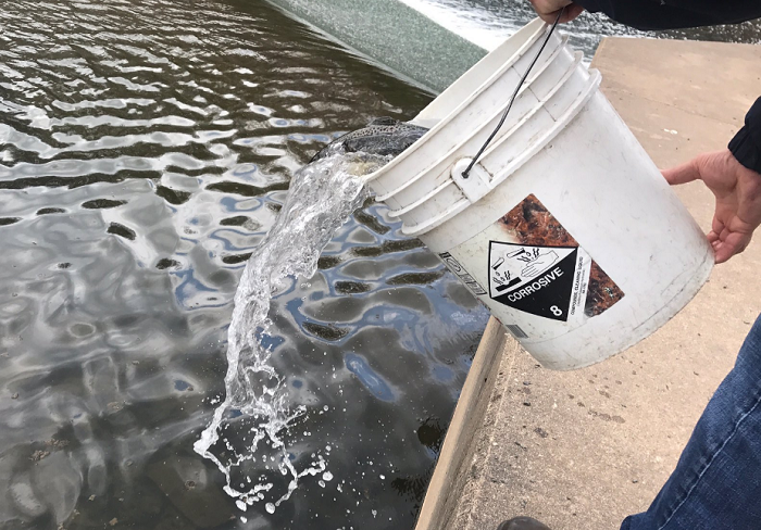 State Stocks Trout In Lake Luxembourg, Neshaminy Creek