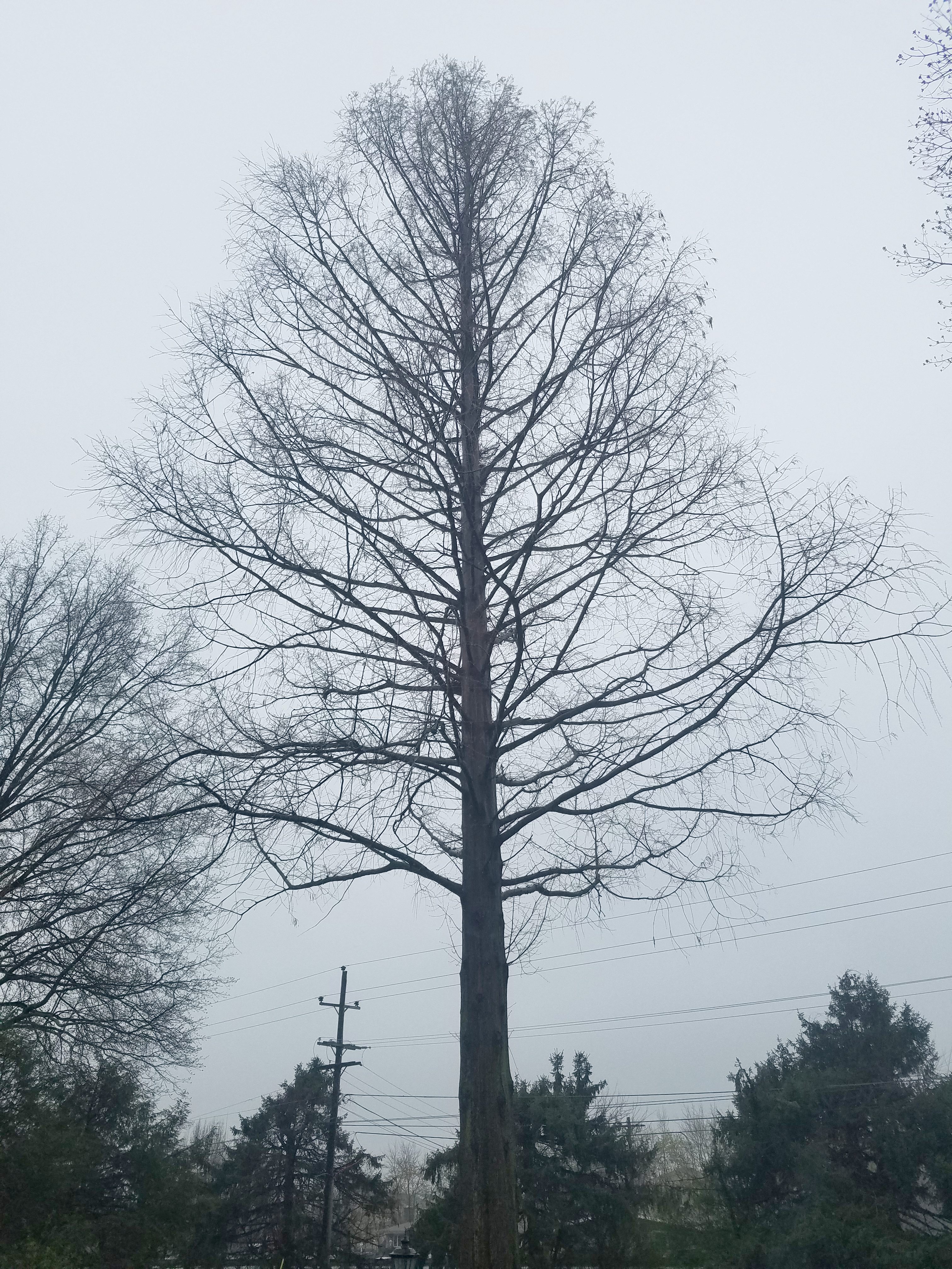 sequoia lumber company on Levittown Sequoias Are More Than Suburban Legend Levittownnow Com