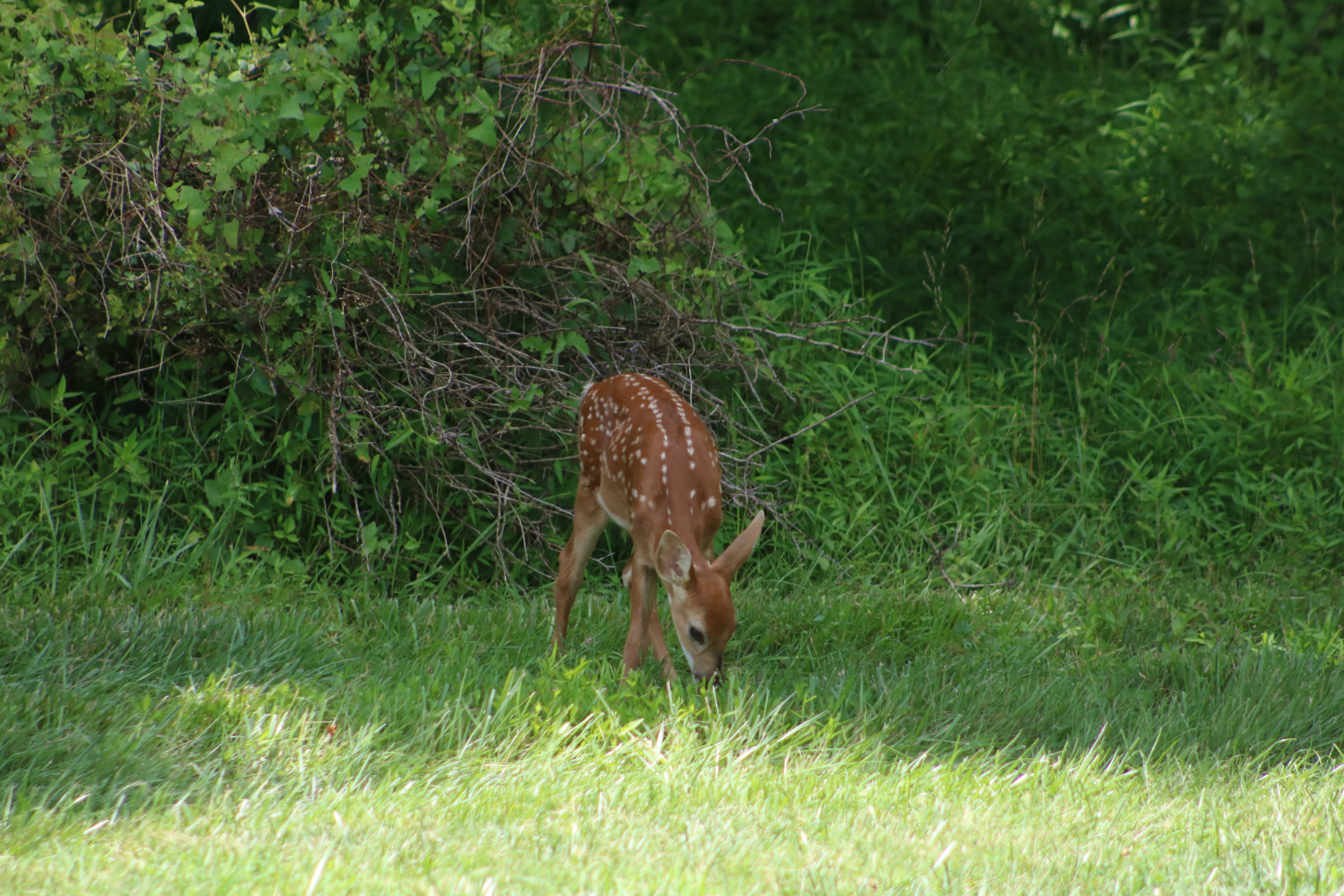 PHOTOS: Fawns Enjoy Summer Weather