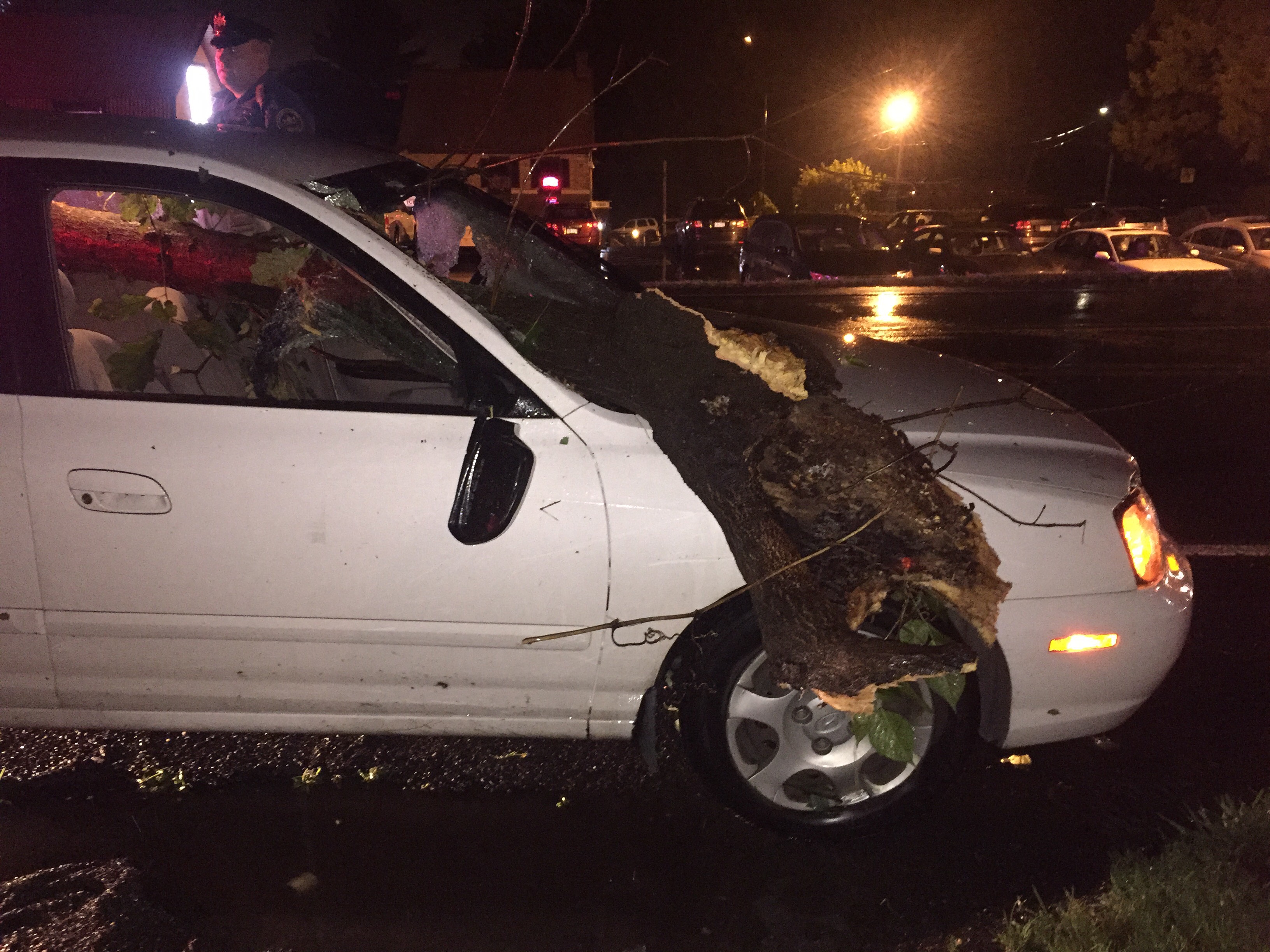 Fallen Tree Impales Car, Driver Escapes Injury