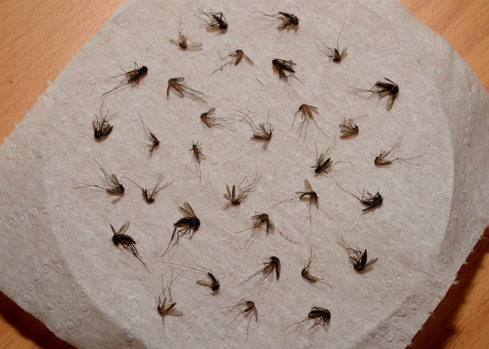 County To Spray For Mosquitoes In Levittown Area