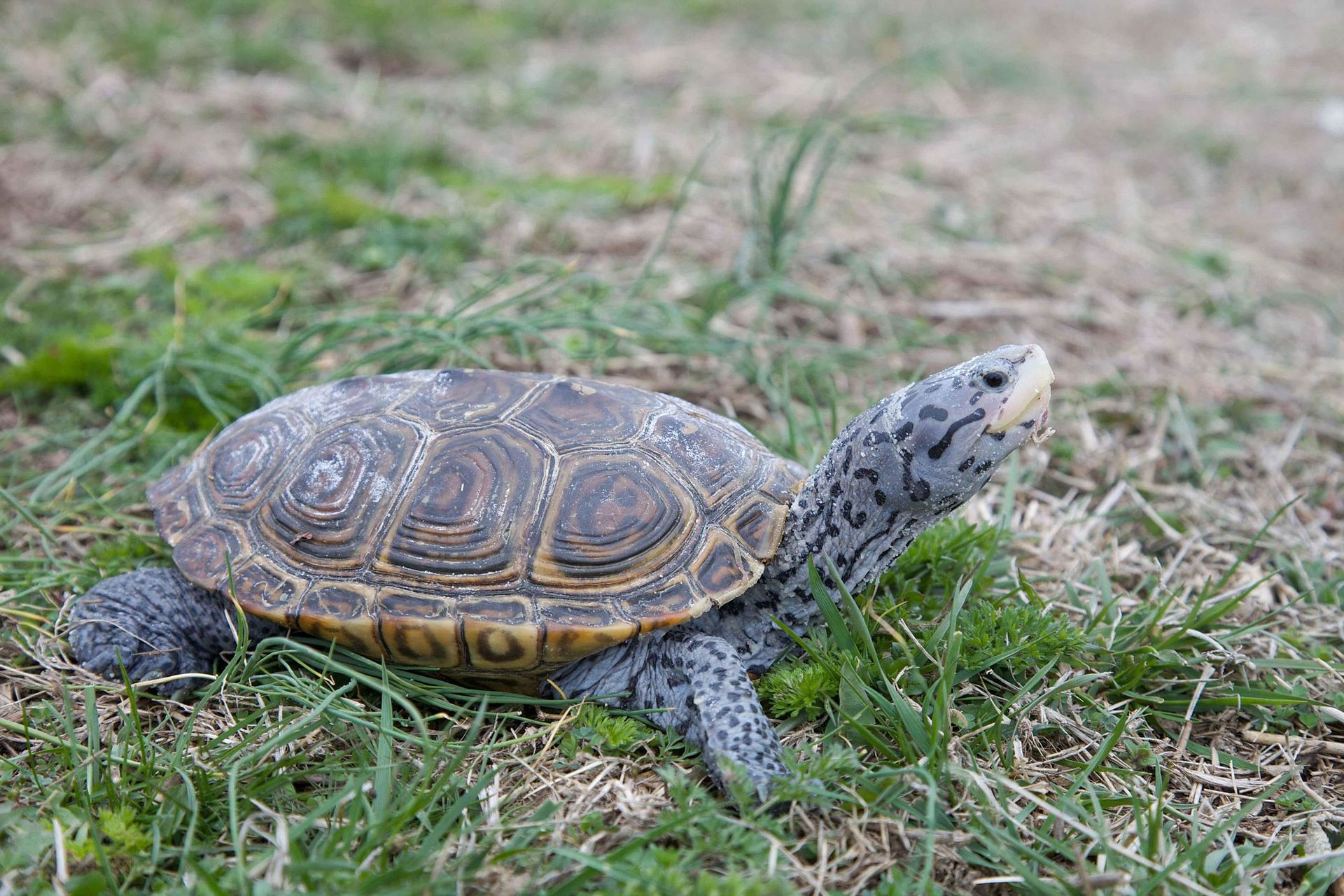 Former Reporter Sentenced To Prison In Turtle Trafficking Case