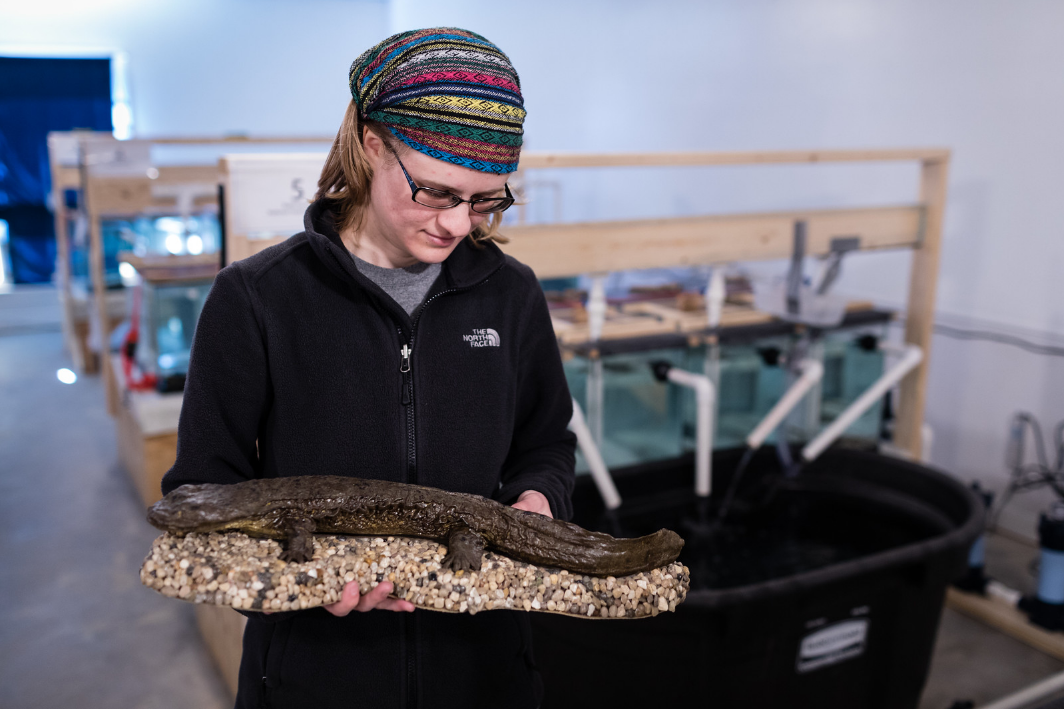 ‘Snot Otter’ To Become PA’s State Amphibian