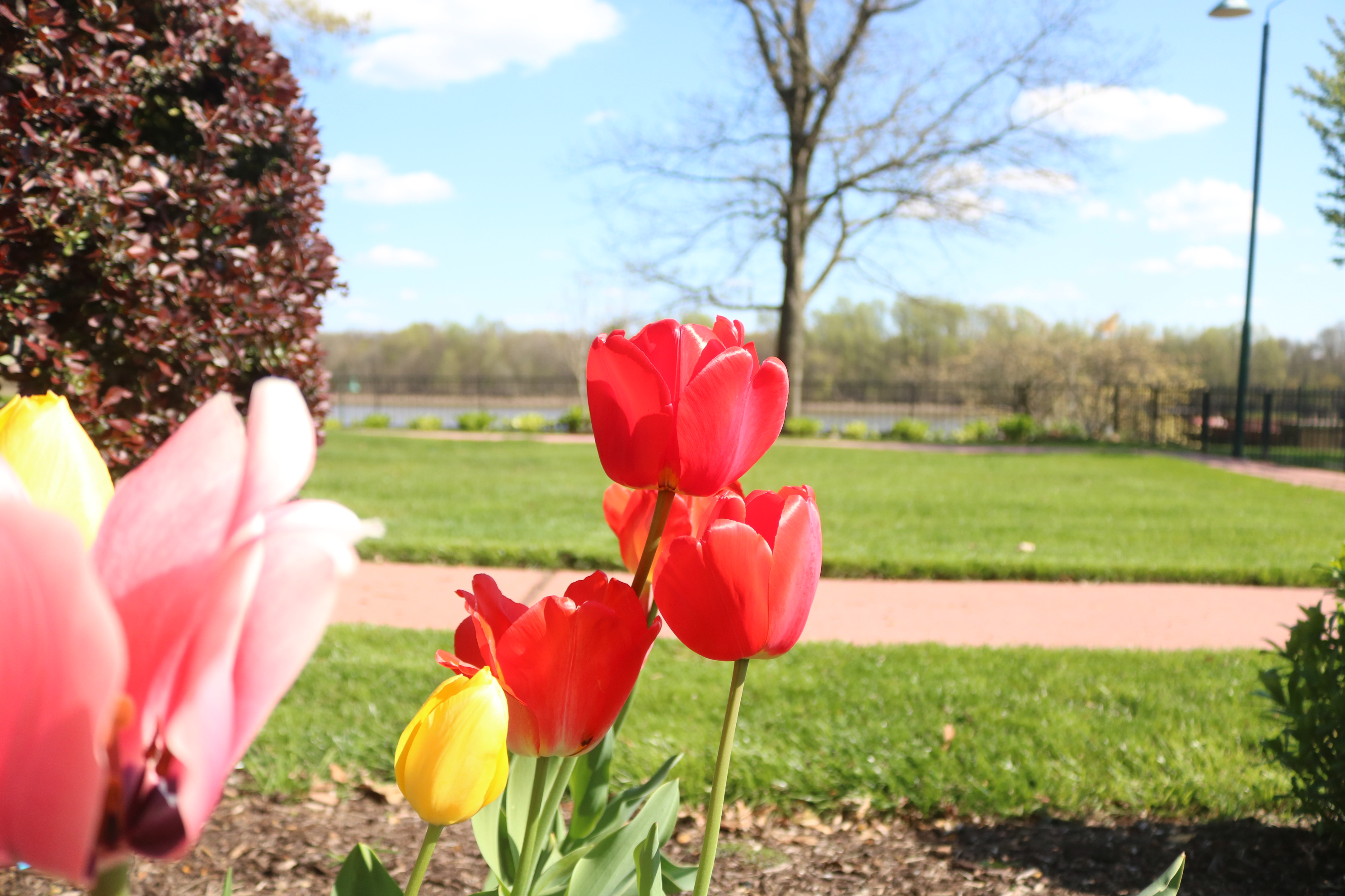 PHOTOS: Bristol Blooms On Spring Evening