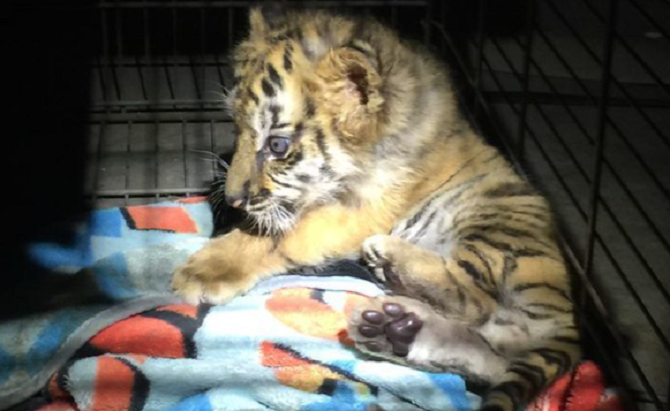 Congressman Fitzpatrick-Supported Big Cat Public Safety Act Passes House