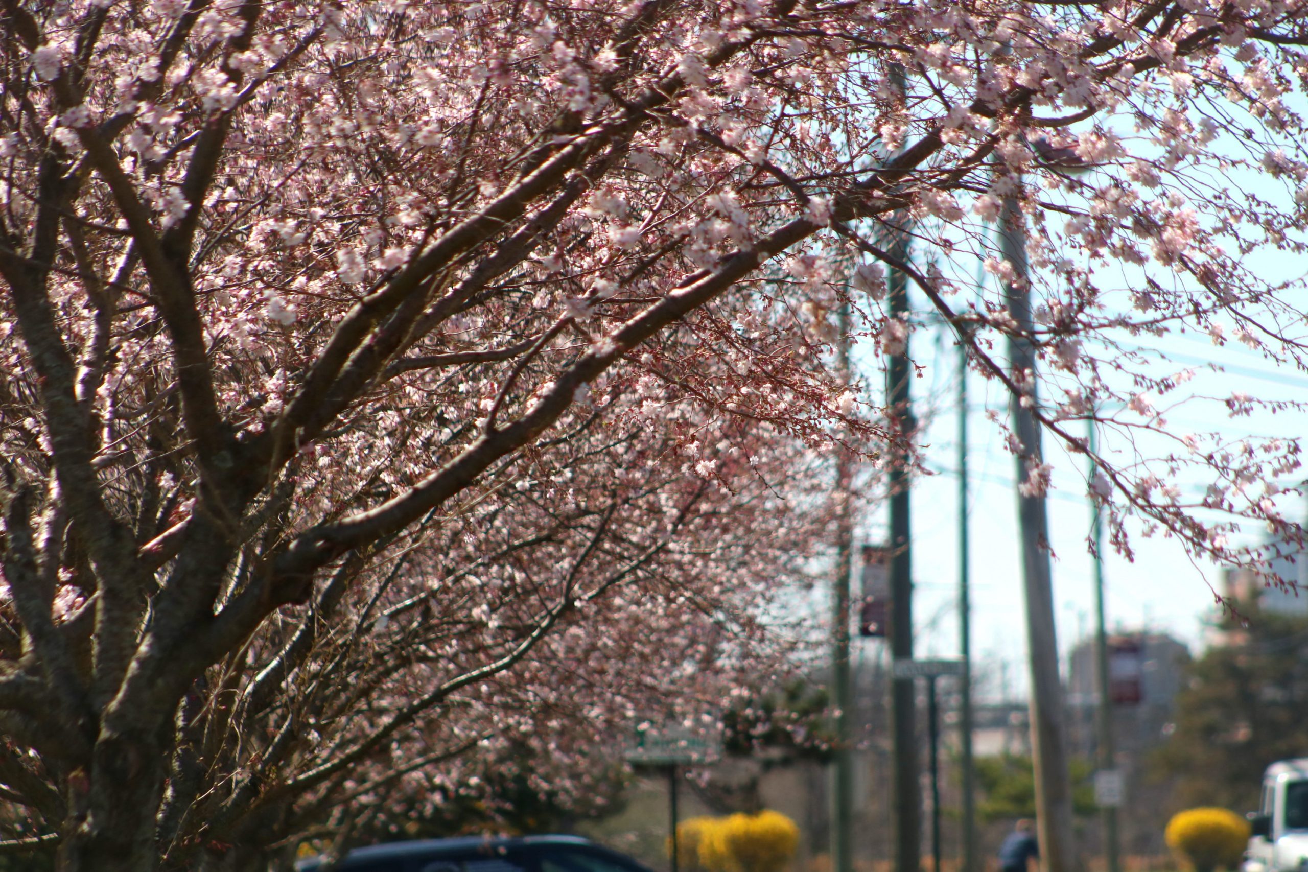 PHOTOS: Blossoms Peek Out In Bristol