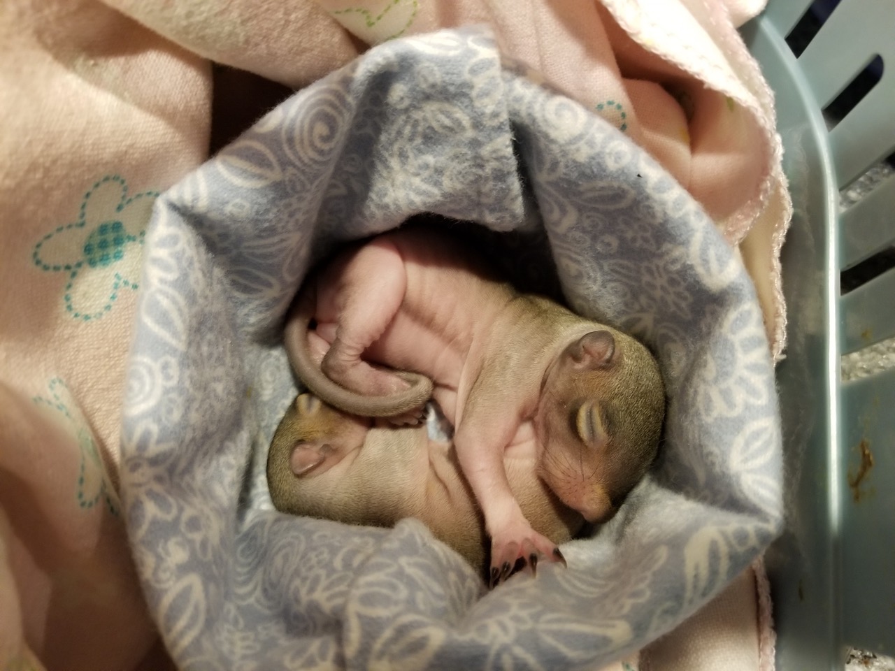 Bristol Twp. Students Help Flying Squirrels In Need