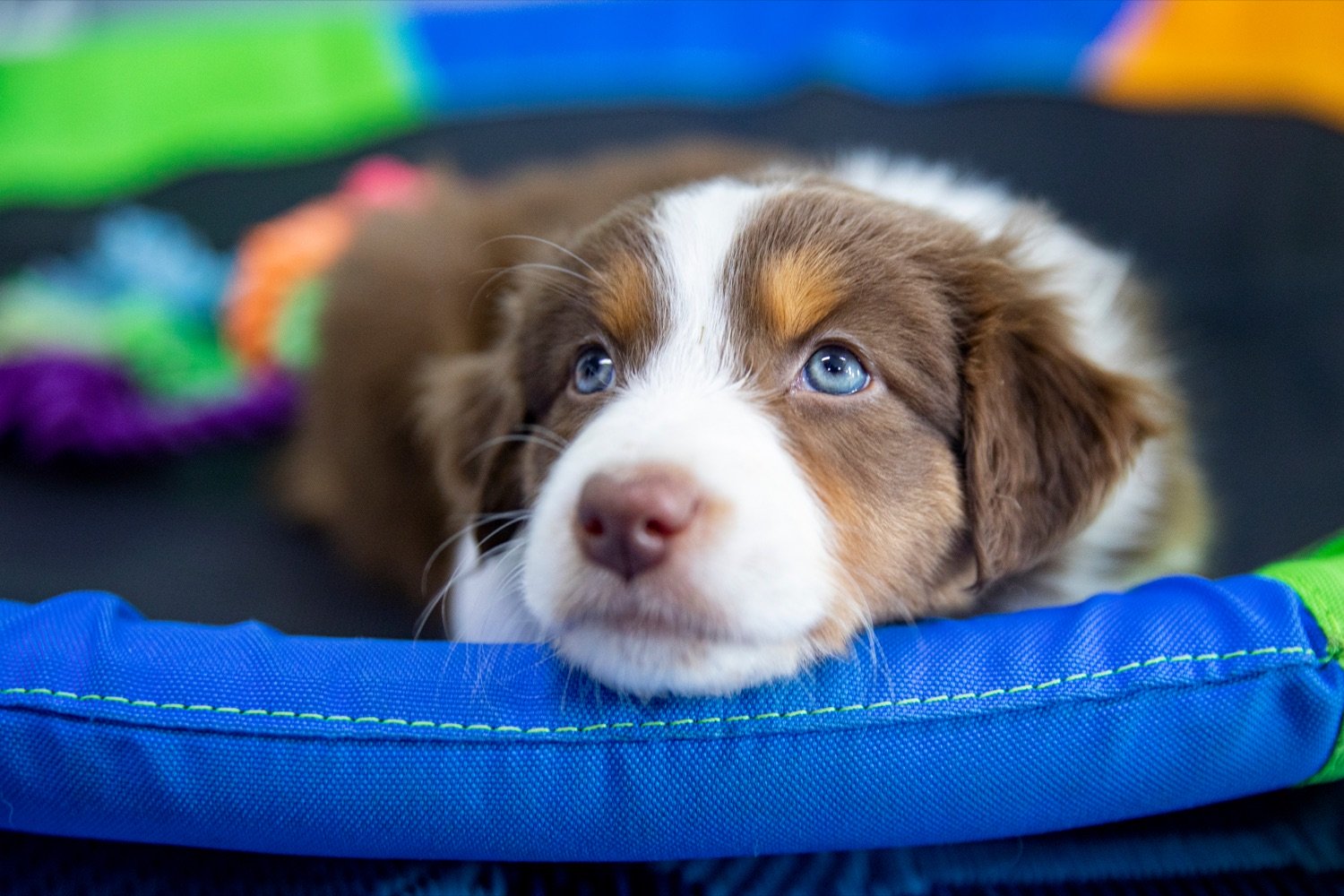 ‘Clear The Shelters’ Event Brings Free Pet Adoptions To Lower Bucks County