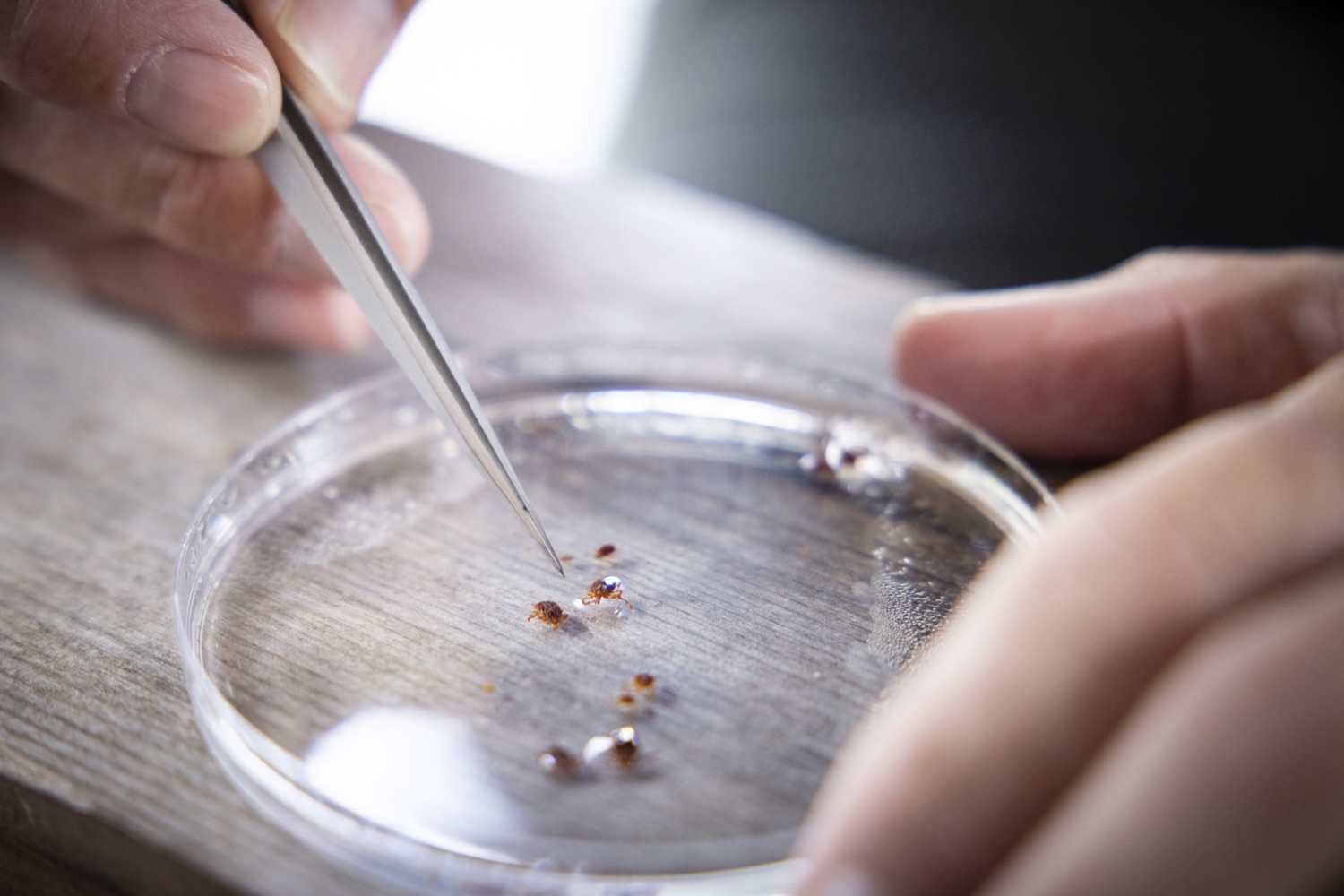 Hard-To-Spot Ticks In Abundance This Summer In PA
