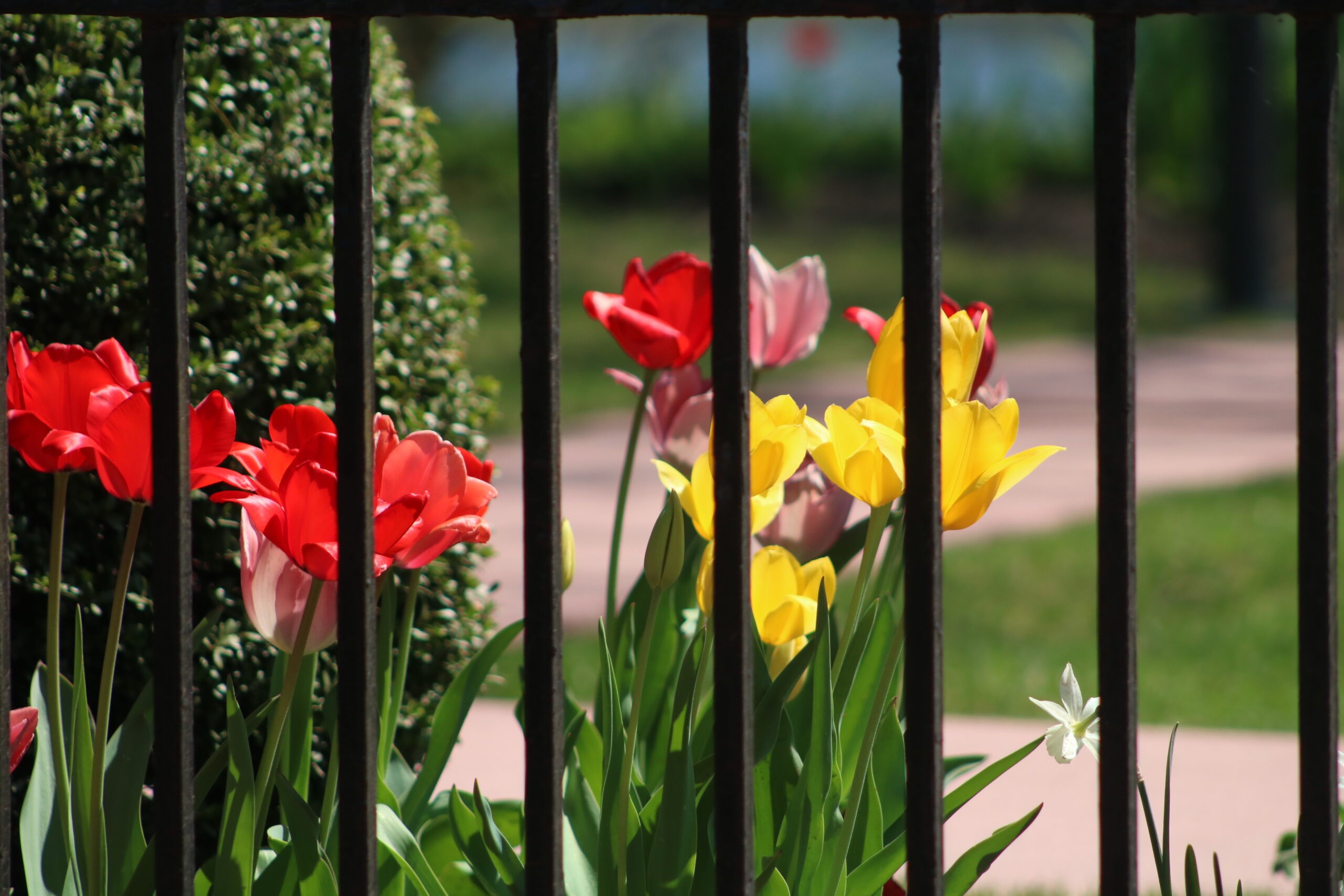 PHOTOS: Bristol Welcomes Spring With Blooms - LevittownNow.com