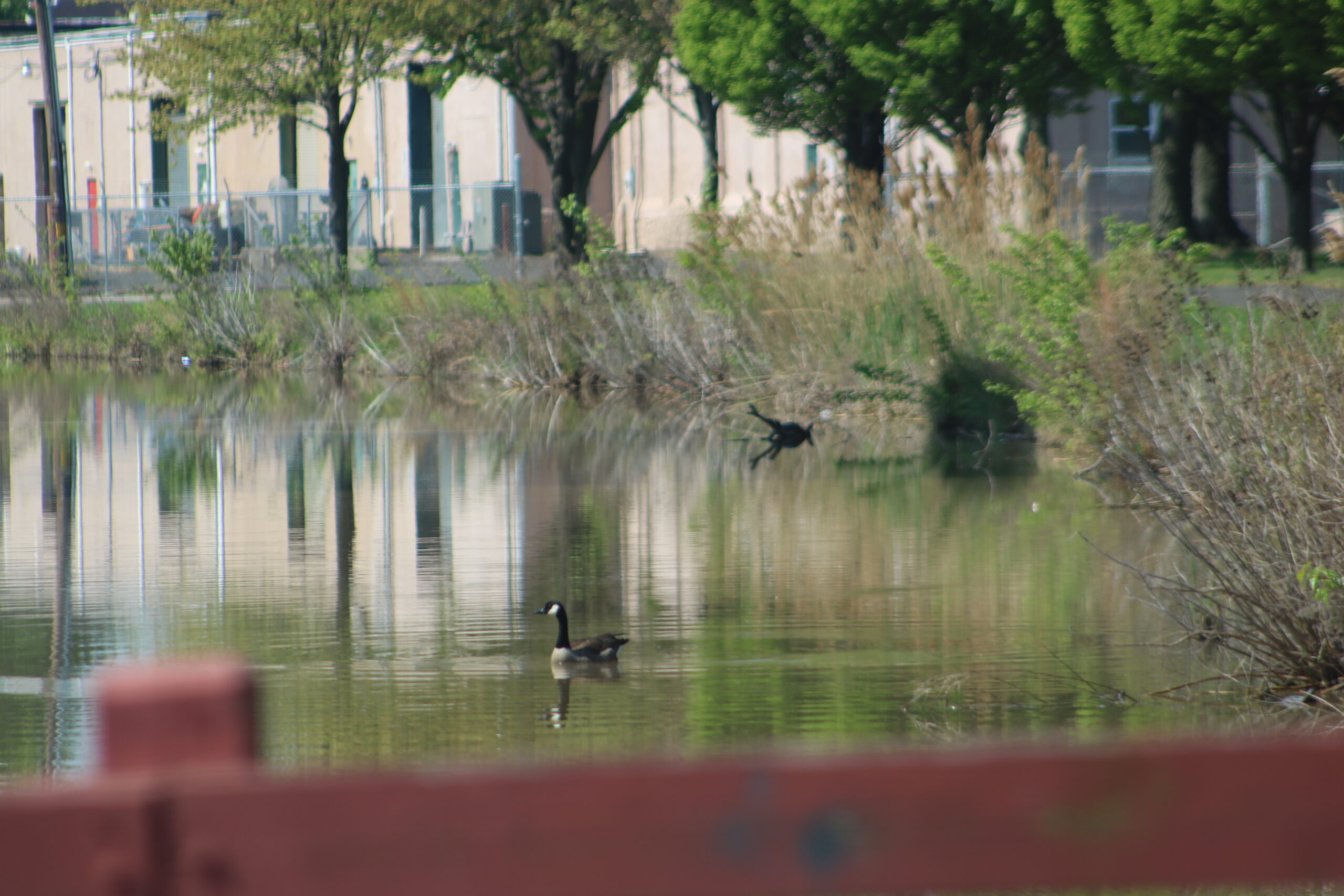 PHOTOS: Springtime In Bristol - LevittownNow.com