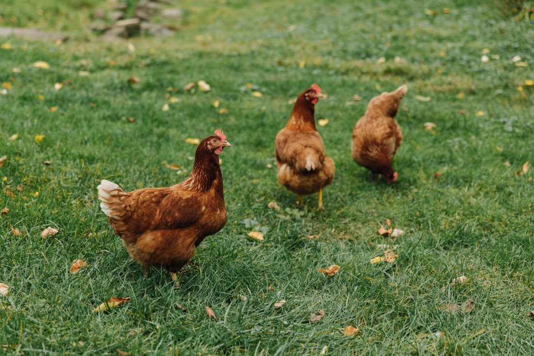 Ordinance Could Open More Middletown Properties To Backyard Chickens