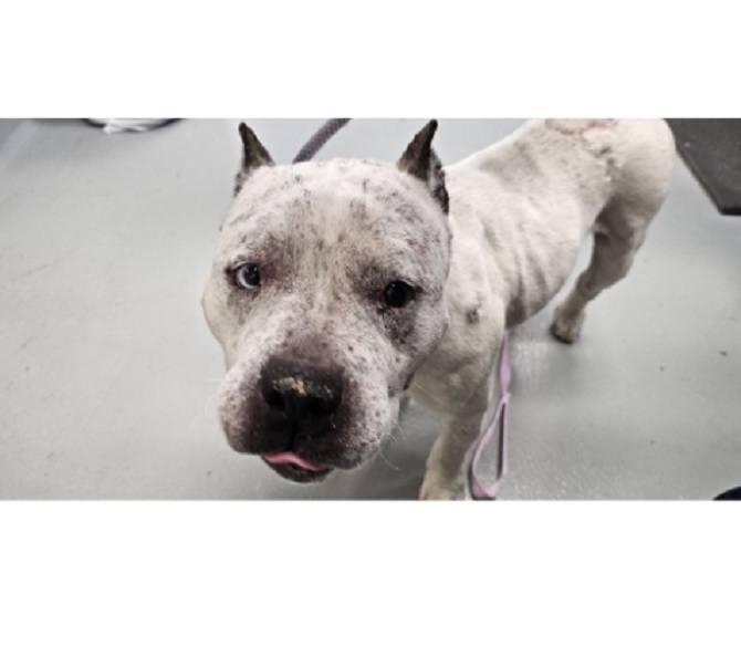 $5,000 Reward Offered After Dog Thrown From Moving Vehicle