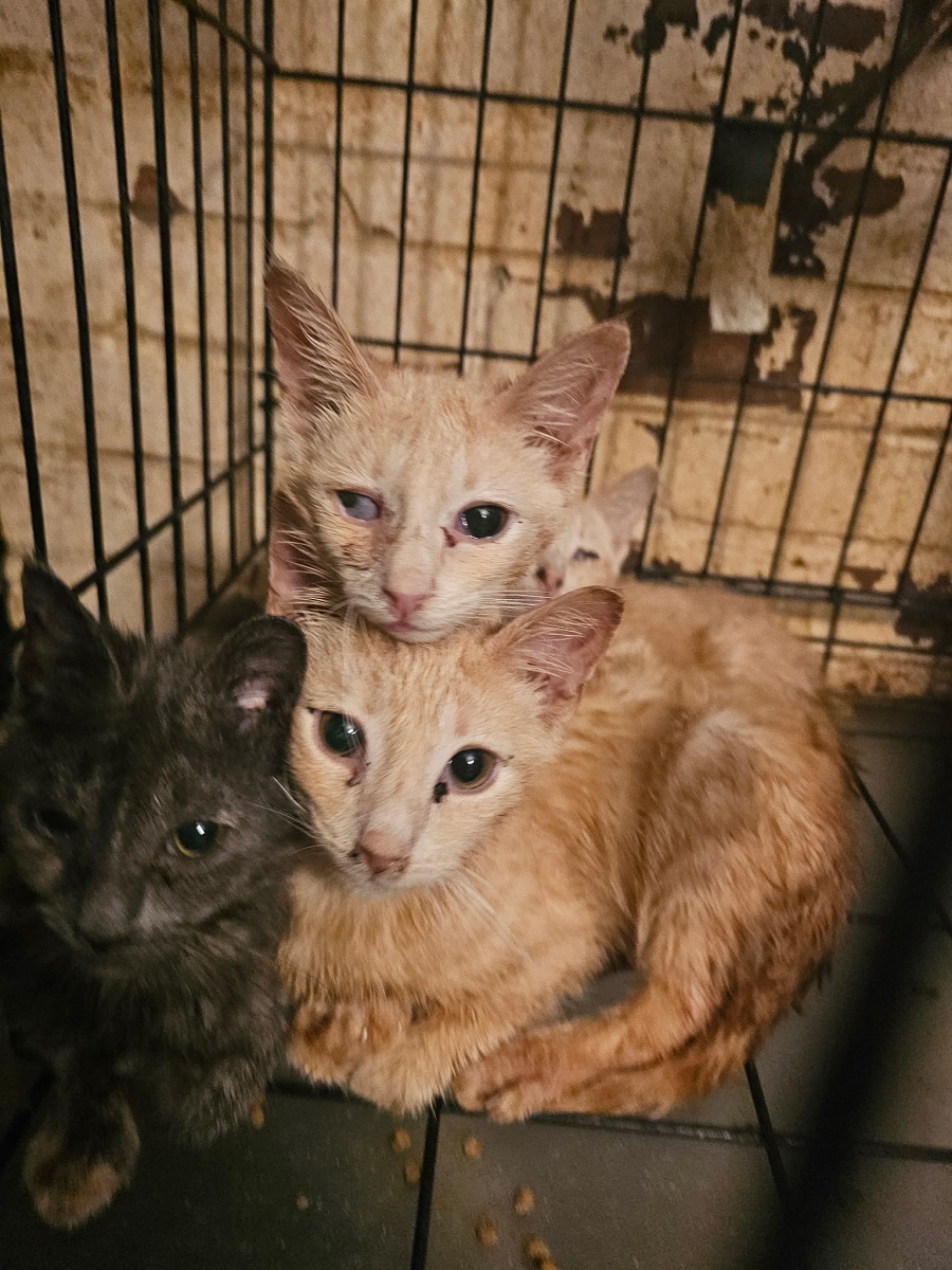 Charges Pending After 25 Cats Rescued From Hoarding Situation