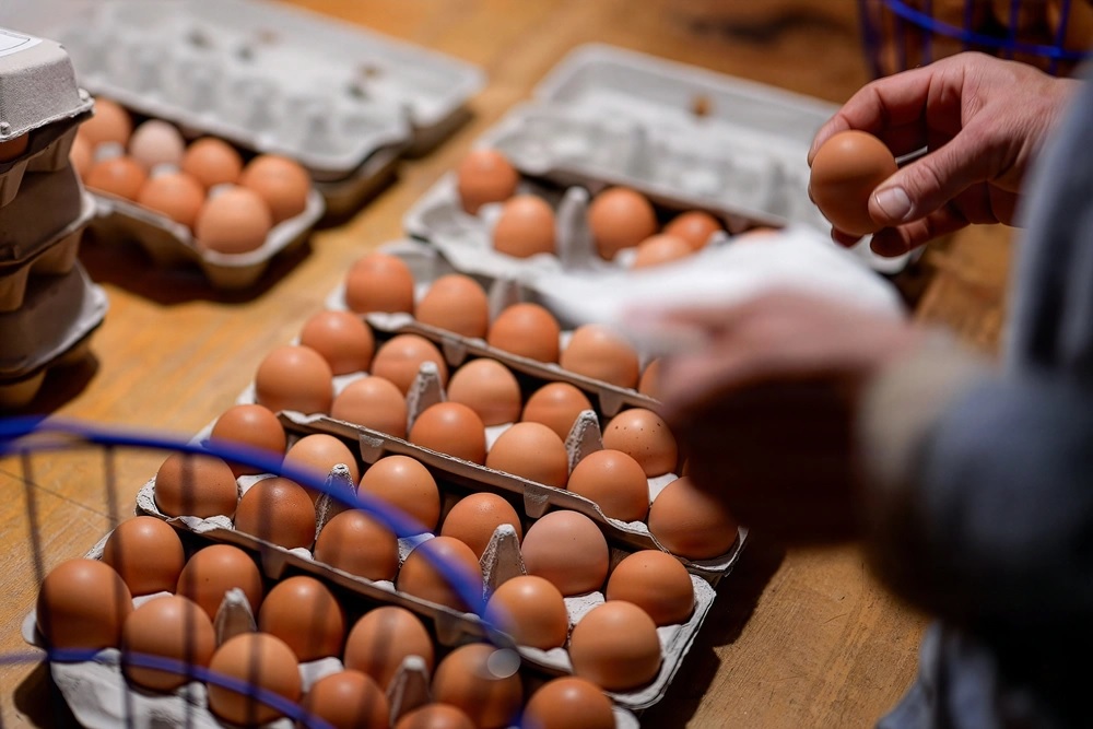 PA To Get Millions Of Eggs In Lawsuit Settlement