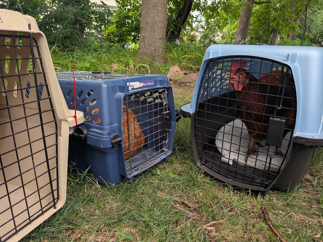 Emotional Support Chickens Relocated From Yard Amid Dispute