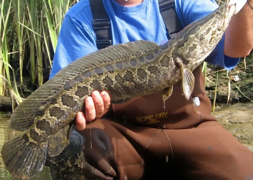 Meet The โFrankenfishโ You Should Kill When You Catch It