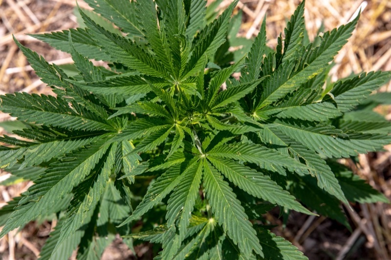 State’s Attorney General Backs Hemp Product Ban, The Industry Says It Goes Too Far