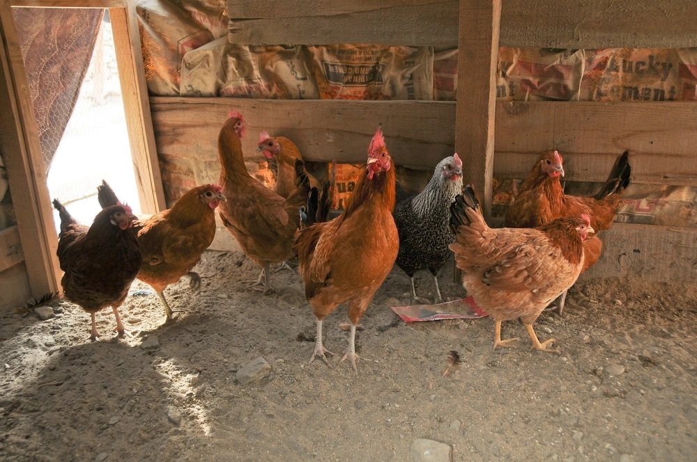 Middletown Passes New Chicken Ordinance